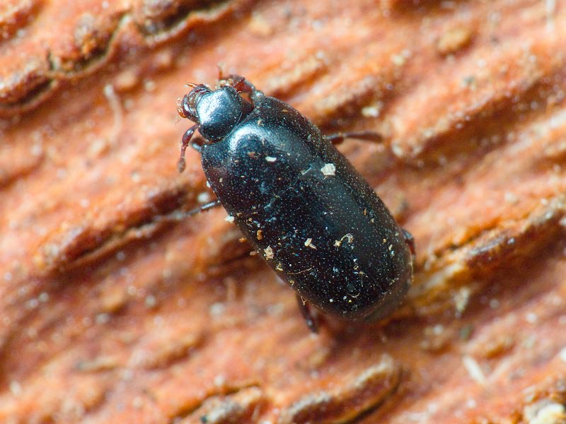 Paromalus parallelepipedus (Herbst, 1792)